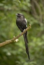 Magpie Shrike, Urolestes melanoleucus Corvinella melanoleuca.