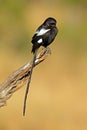 A magpie shrike perched on a branch, Kruger National Park, South Africa