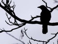 Magpie in silhouette perched on a branch in a winter tree against a blue sky Royalty Free Stock Photo