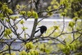 A magpie sits on top of a chestnut tree that will bloom soon. A stunning view of the verdant chestnut branches in early spring. Royalty Free Stock Photo