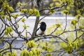 A magpie sits on top of a chestnut tree that will bloom soon. A stunning view of the verdant chestnut branches in early spring. Royalty Free Stock Photo