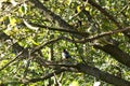 A magpie sitting on a branch of a tree