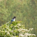 Magpie sitting on a hawthorn bush in the Amsterdam water supply dunes near to Amsterdam and Zandvoort
