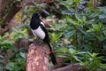 Magpie sitting on a tree