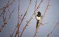 Magpie sitting in the twilight