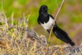 Magpie on a branch closeup - blurry background - Pica pica