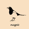 Magpie sketch vector illustration. Bird Magpie