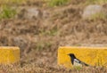 Magpie standing in front of a yellow parking brick