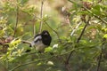 Magpie Stare