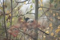 Magpie on a tree on a rainy day Royalty Free Stock Photo