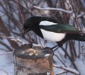 Magpie On Tree Stump