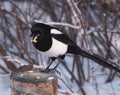 Magpie On Tree Stump