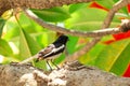 The magpie is on the tree Royalty Free Stock Photo
