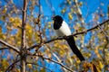 Magpie on the tree