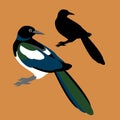 Magpie vector illustration style Flat silhouette Royalty Free Stock Photo