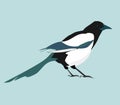 Magpie. Vector realistic image of black-and-white bird. Royalty Free Stock Photo