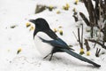 Magpie walking in snow