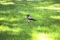 Magpie