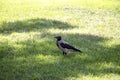 Magpie