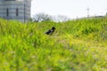 A magpie walks on the green grass in the park