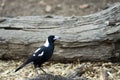 Magpie in Wilpena Pound, Flinders` Ranges, SA, Australia Royalty Free Stock Photo