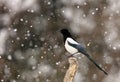 Magpie in Winter Royalty Free Stock Photo