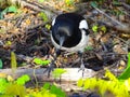 Magpie (Pica pica), beautiful bird standing on the grass in a warm autumn day
