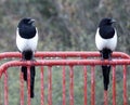 Magpies, aloof in the rain, on red rail. Royalty Free Stock Photo