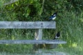 Magpies on a bench Royalty Free Stock Photo