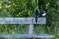 Magpies on a bench Royalty Free Stock Photo