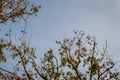 Flog of Magpies in a tree Royalty Free Stock Photo