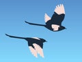 Magpies in flight Royalty Free Stock Photo