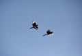 Magpies in flight Royalty Free Stock Photo