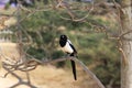 MagpiesÃ¯Â¼ËPica picaÃ¯Â¼â°