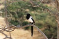 MagpiesÃ¯Â¼ËPica picaÃ¯Â¼â°