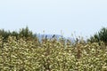 Magpies in a flowering orchard near Artesa de Lleida, Spain