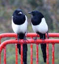 Magpies, looking friendly in the rain, on red rail.