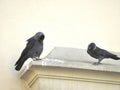 Magpies perched on a ledge