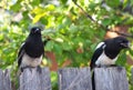 Magpies