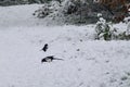 Magpies in the snow Royalty Free Stock Photo