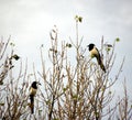 magpies Two for joy Royalty Free Stock Photo