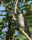 The magpies (young)