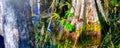 Magroves reflections on the swamp, Florida Everglades Royalty Free Stock Photo