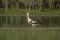 Maguari Stork, Argentina