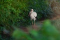 Maguari Stork bird