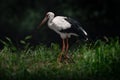 Maguari Stork bird