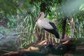 Maguari Stork bird