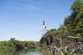 Maguari Stork C. maguari, taking off