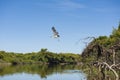 Maguari Stork C. maguari, taking off