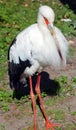 Maguari Stork, Ciconia maguari Royalty Free Stock Photo